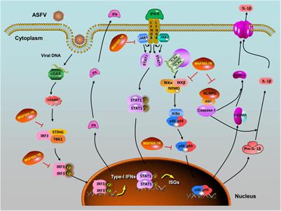 Multifunctional pMGF505-7R Is a Key Virulence-Related Factor of African Swine Fever Virus